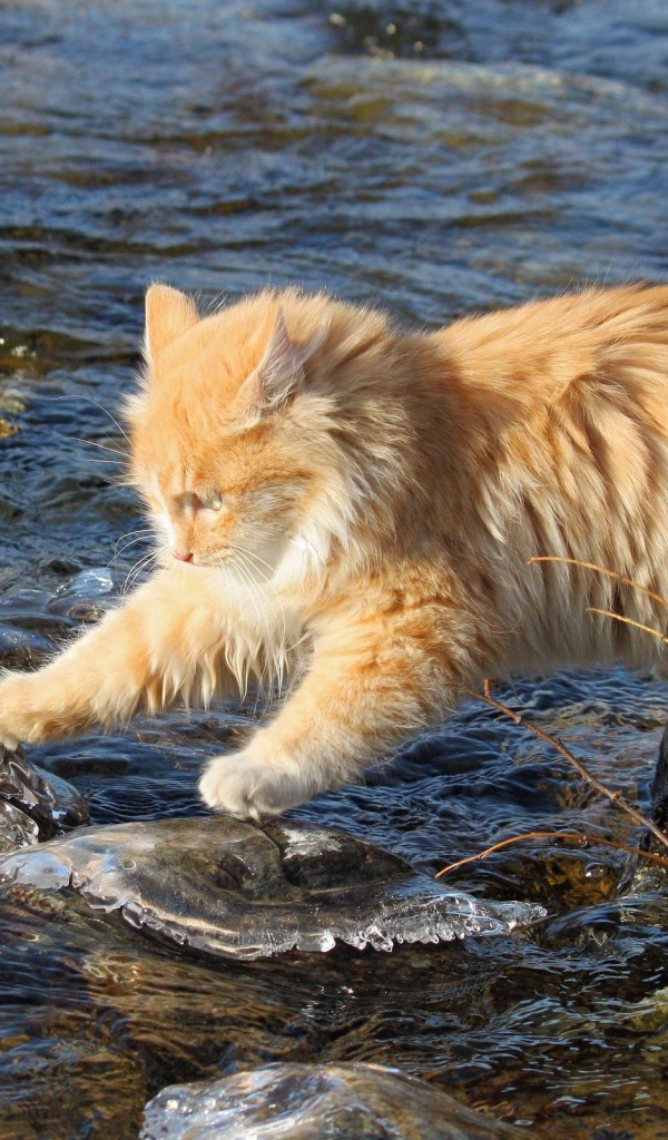 Рыжий кот переходит через речку