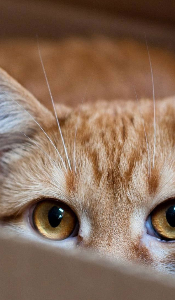 Рыжий кот прячется в коробке