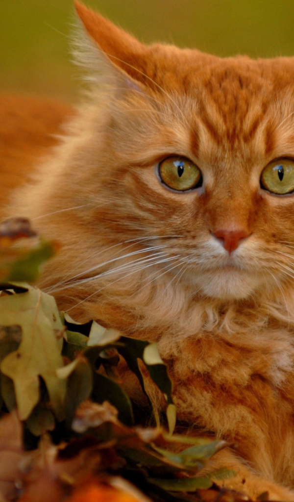 Рыжий кот в осенних листьях
