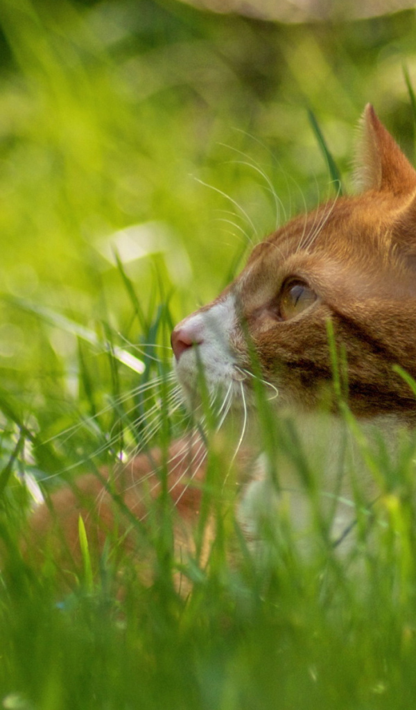 Рыжий кот в траве