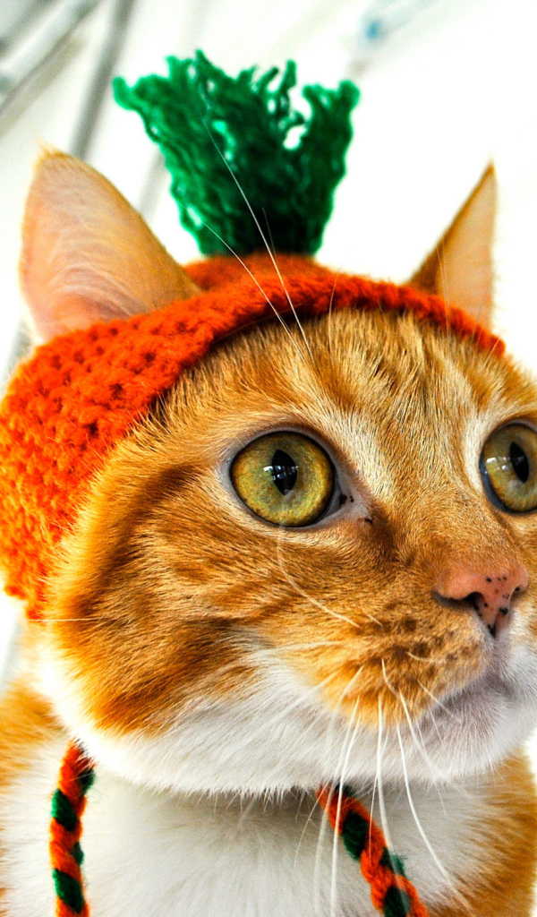 Рыжий кот в шапочке Морковка