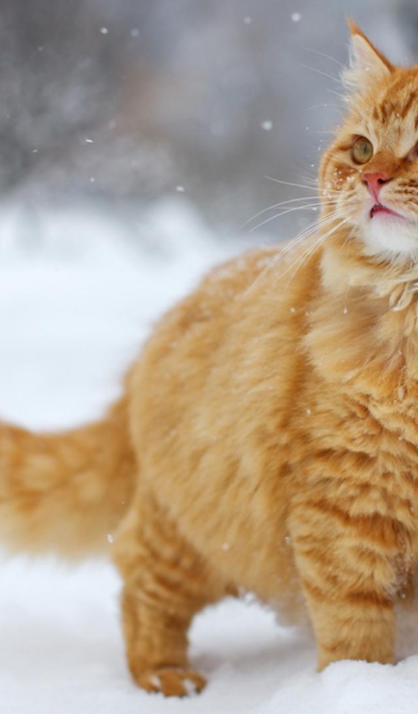Рыжий кот на снегу