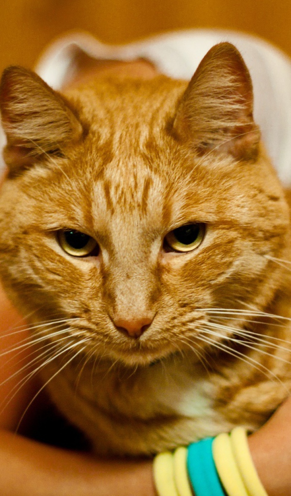 Рыжий кот тебе не рад