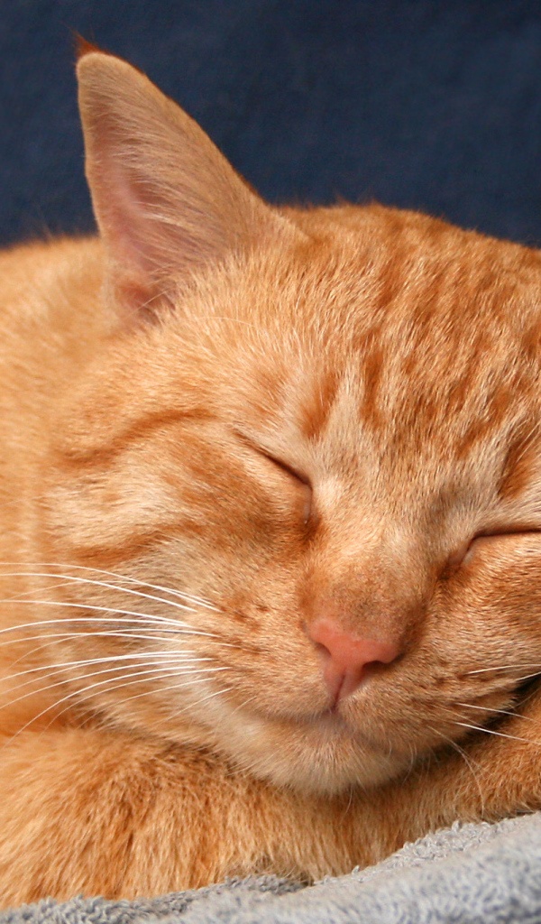 Рыжий кот сладко спит