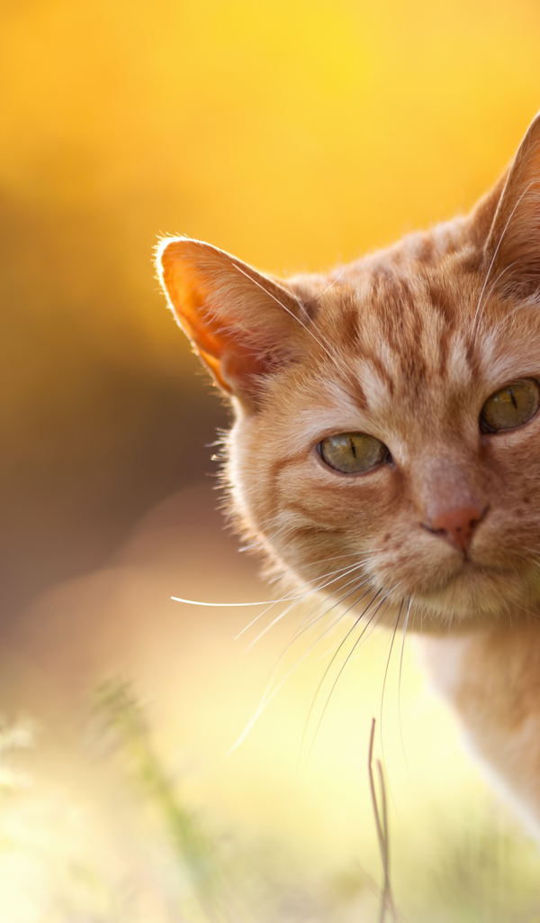 Рыжий кот на оранжевом фоне