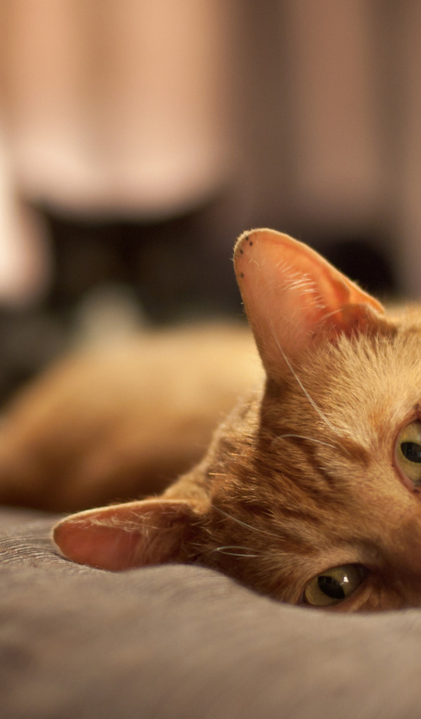 Рыжий кот расслабляется на кровати