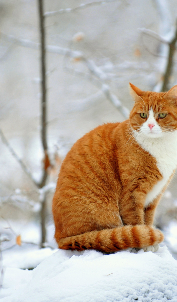 Рыжий кот зимой сидит на сугробе