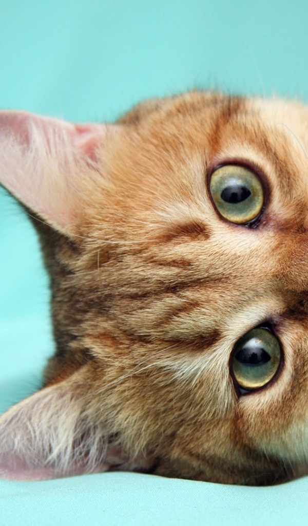 Рыжий кот что-то наделал