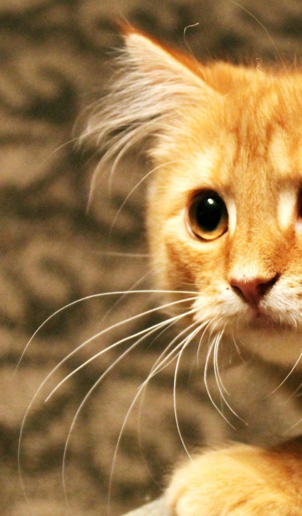 Рыжий кот пристально смотрит