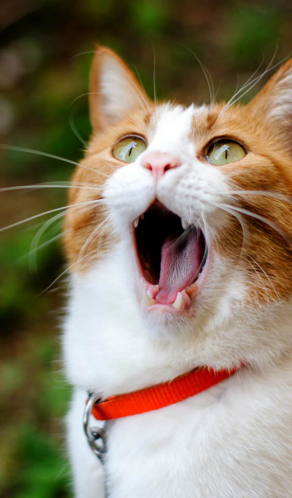 Рыжий кот с открытым ртом