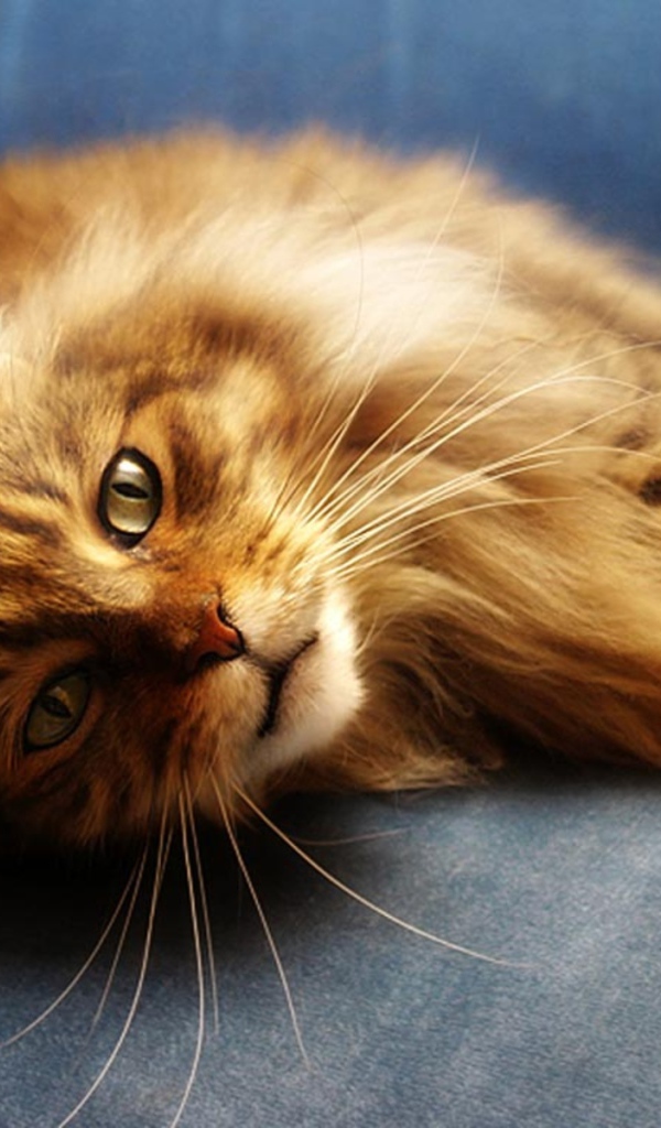 Рыжий кот мейн-кун на синем диване