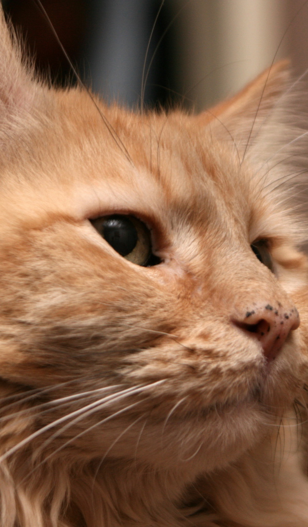 Рыжий взрослый кот мейн-кун