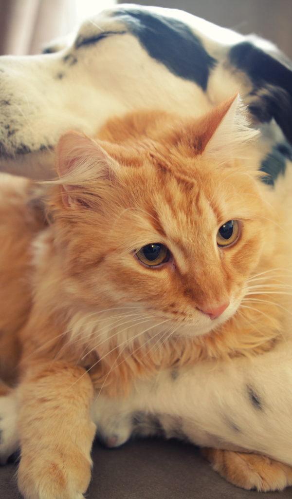 Рыжий кот и пёс