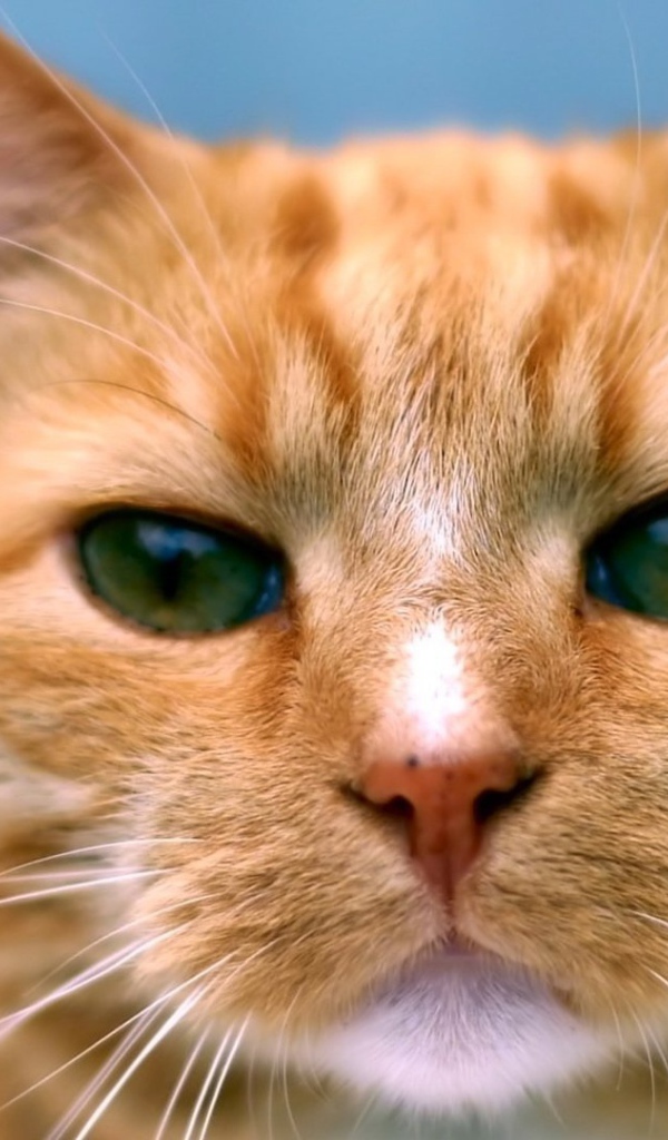 Рыжий кот следит за тобой