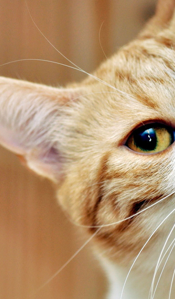 Рыжий кот подсматривает 