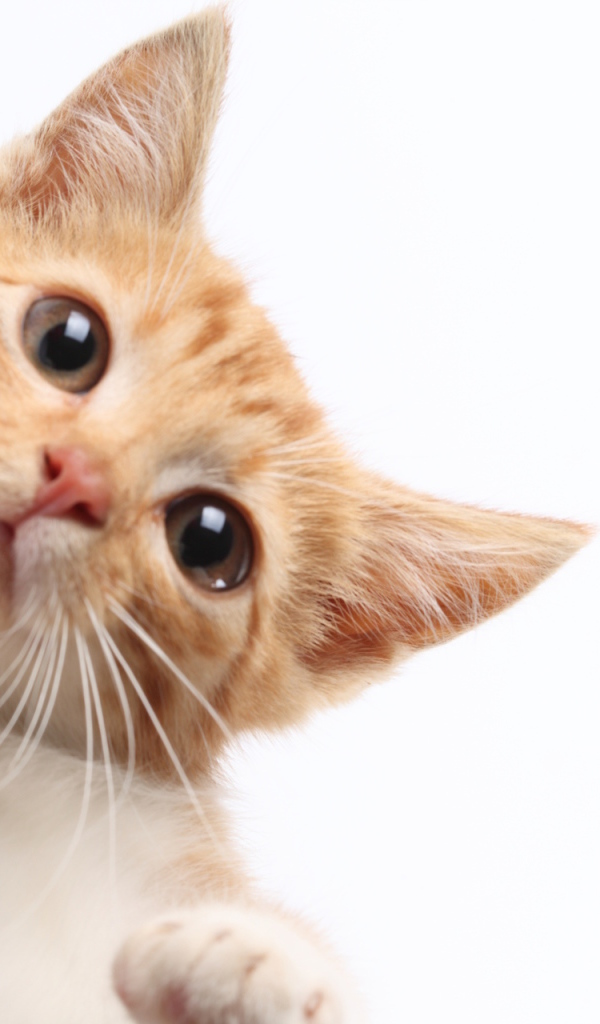 Рыжий кот протирает экран