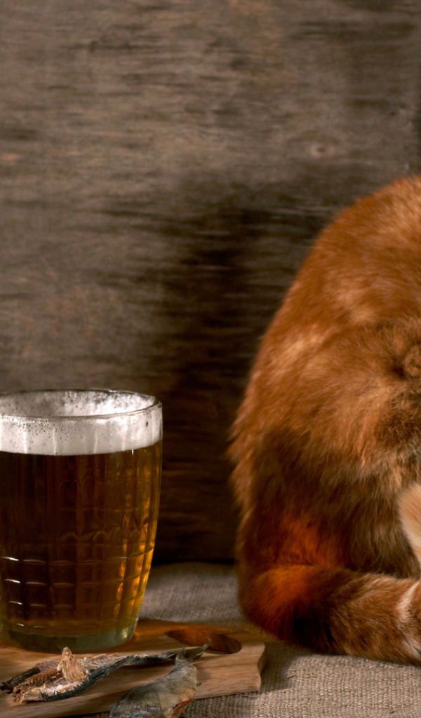 Red cat with a beer and a fish