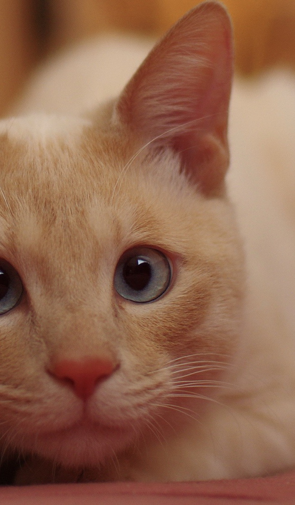 Рыжий кот с голубыми глазами кого-то увидел