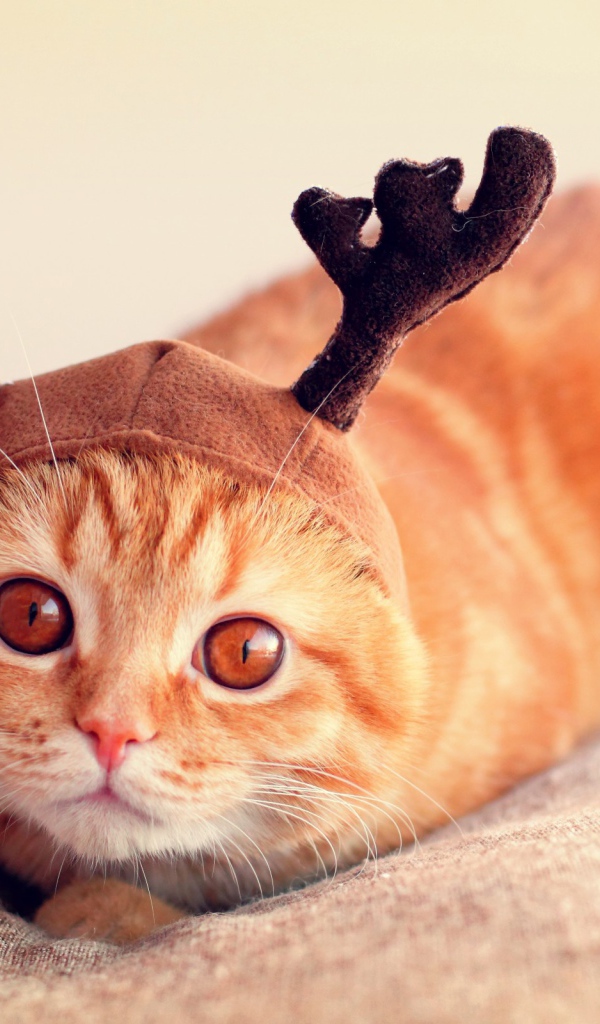 Рыжий кот с рогами