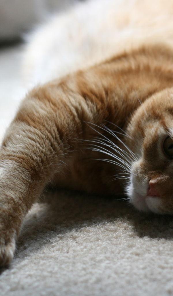 Рыжий симпатичный кот на полу