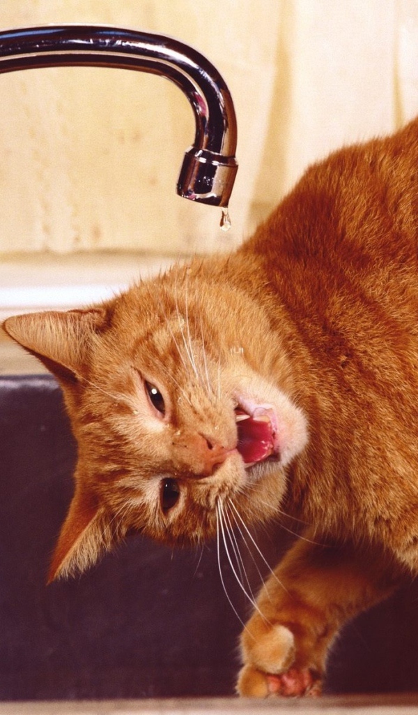 Рыжий смешной кот пьёт воду