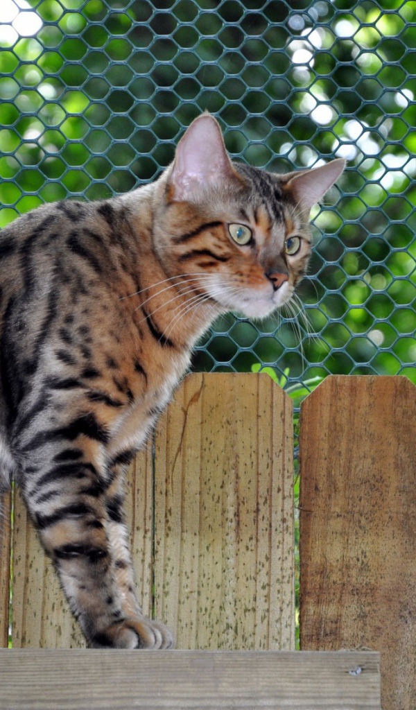 Грустный бенгальский кот