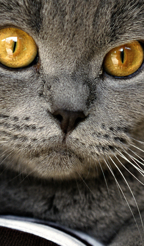 Грустный британский кот