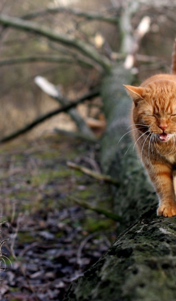 Грустный рыжий кот идёт по дереву