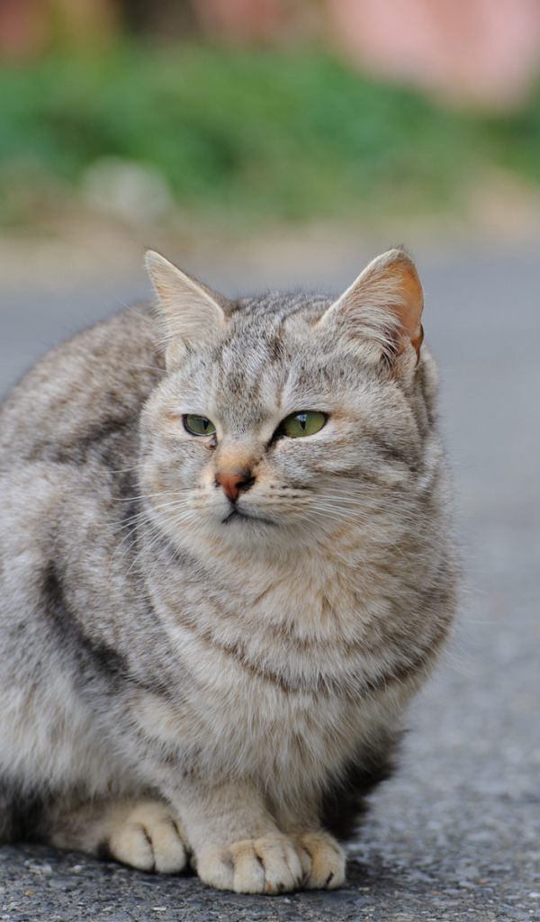 Грустный уличный кот