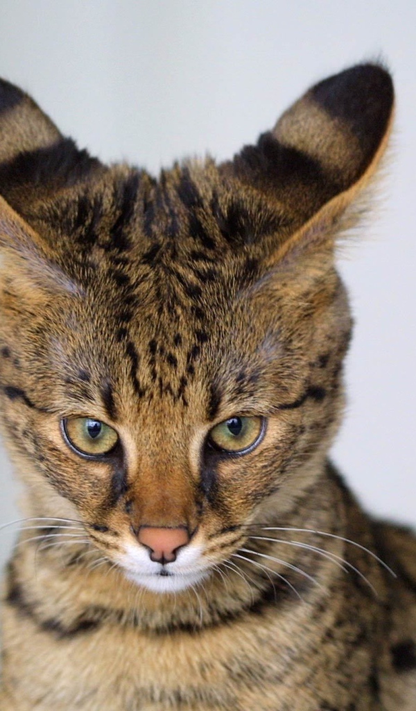 Кот саванна чем-то недоволен