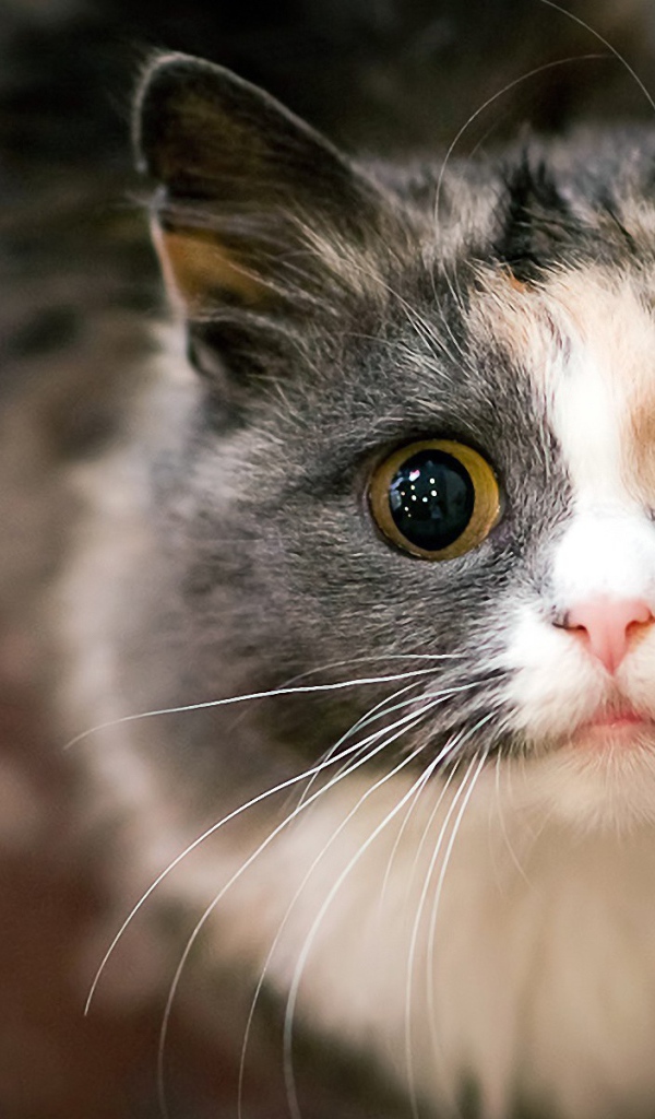 Испуганный кот с огромным глазами