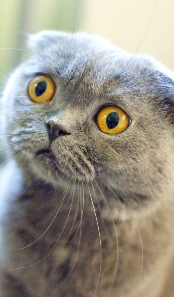 Шотландский вислоухий кот в шоке