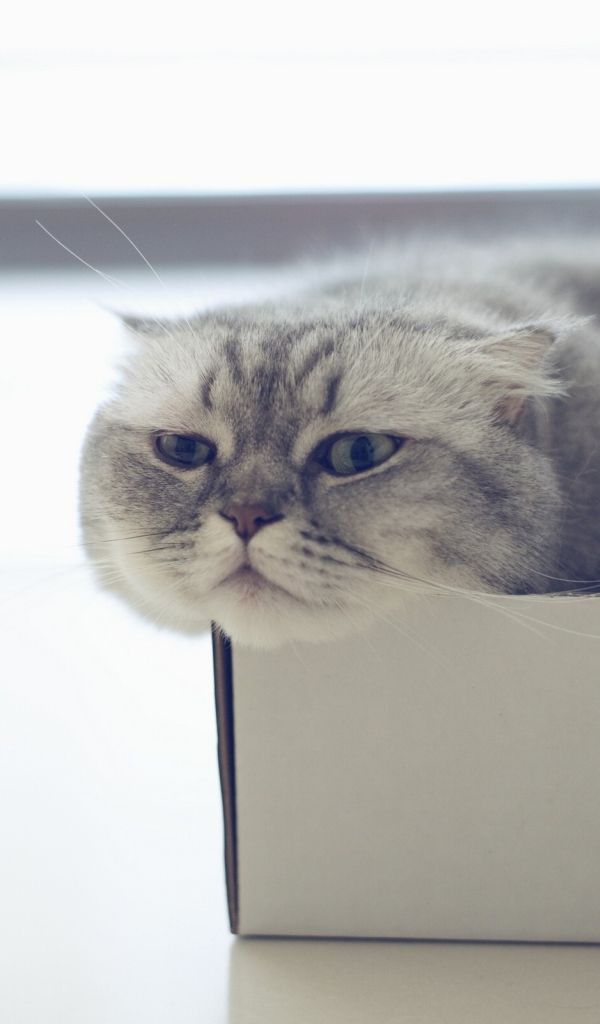 Шотландский вислоухий кот в коробке