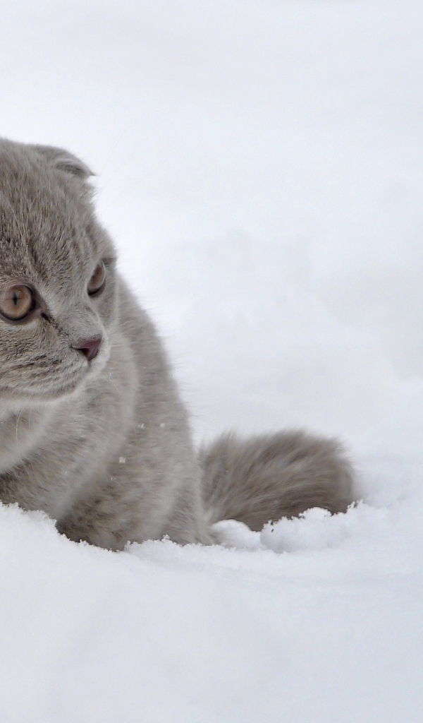 Шотландский вислоухий кот в снегу