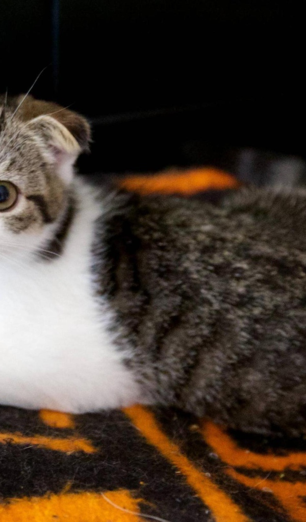 Шотландский вислоухий кот на покрывале