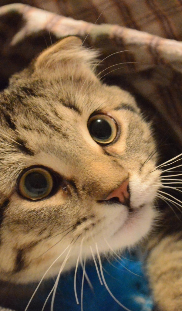 Шотландский вислоухий кот что-то увидел