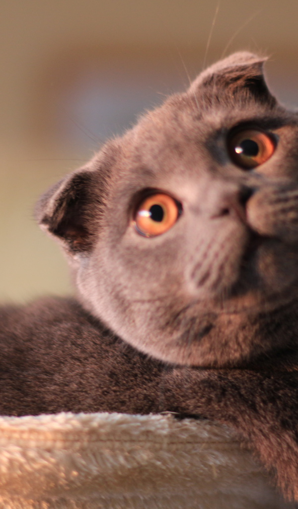 Шотландский вислоухий кот с карими глазами