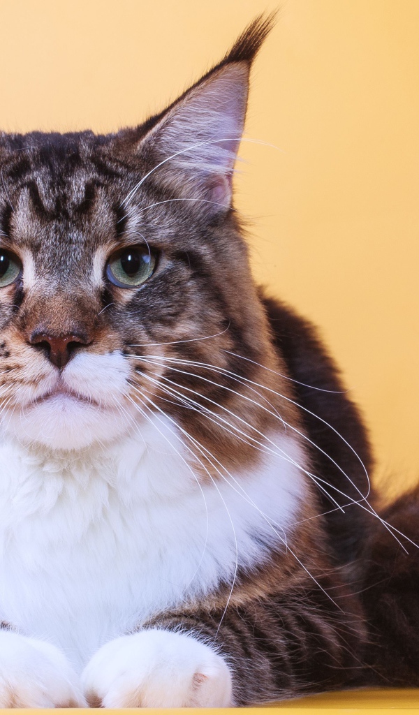 Серьёзный кот мейн-кун на оранжевом фоне