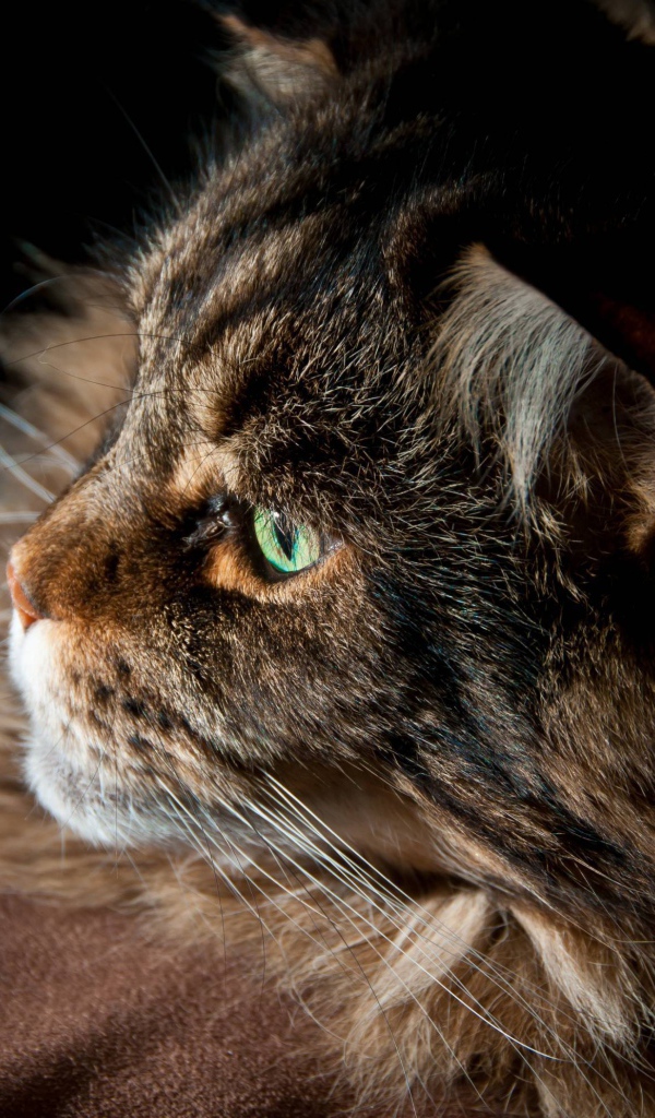 Серьёзный кот мейн-кун с зелёными глазами