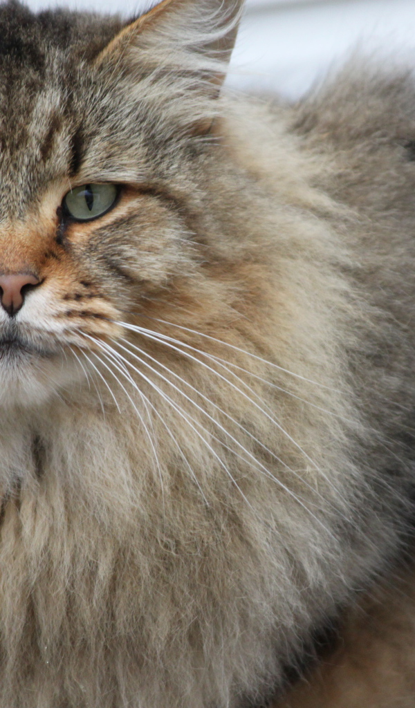 Взрослый серьёзный кот мейн-кун