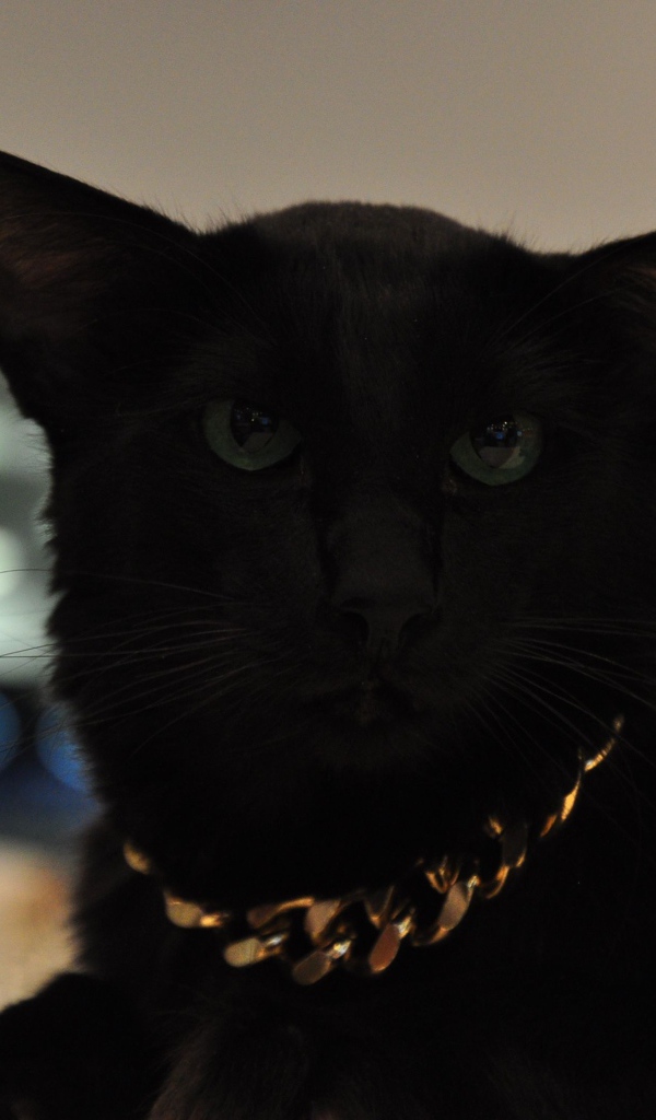Чёрный красивый серьёзный кот мейн-кун