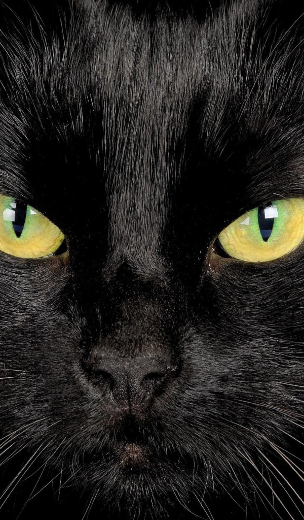 Серьёзный чёрный кот крупным планом
