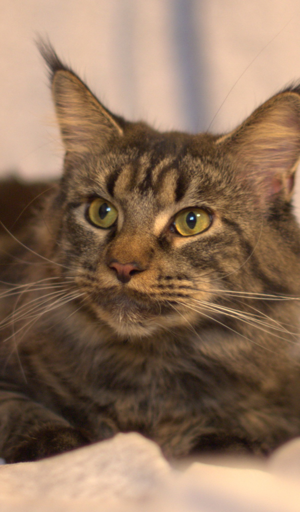 Серьёзный кот мейн-кун