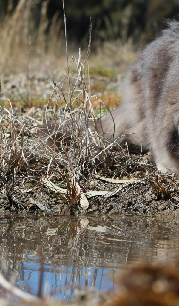 Серьёзный серый кот пьёт воду