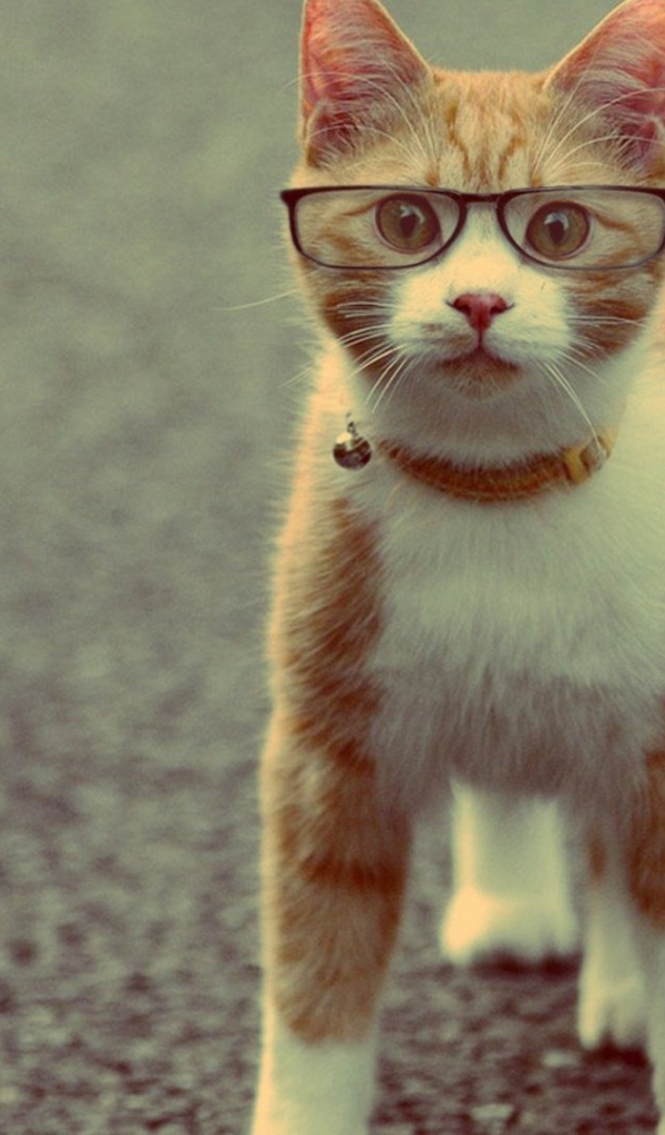 Серьёзный рыжий кот в очках