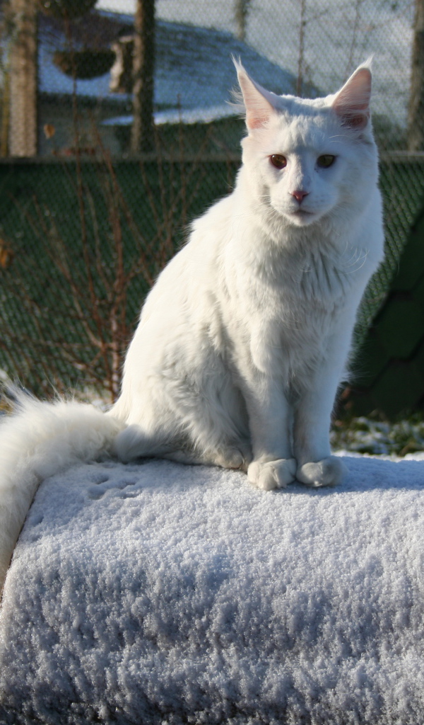 Белый серьёзный кот мейн-кун зимой