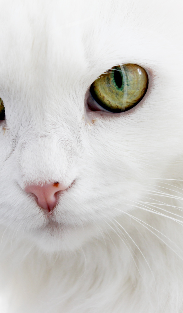 Серьёзный белый кот
