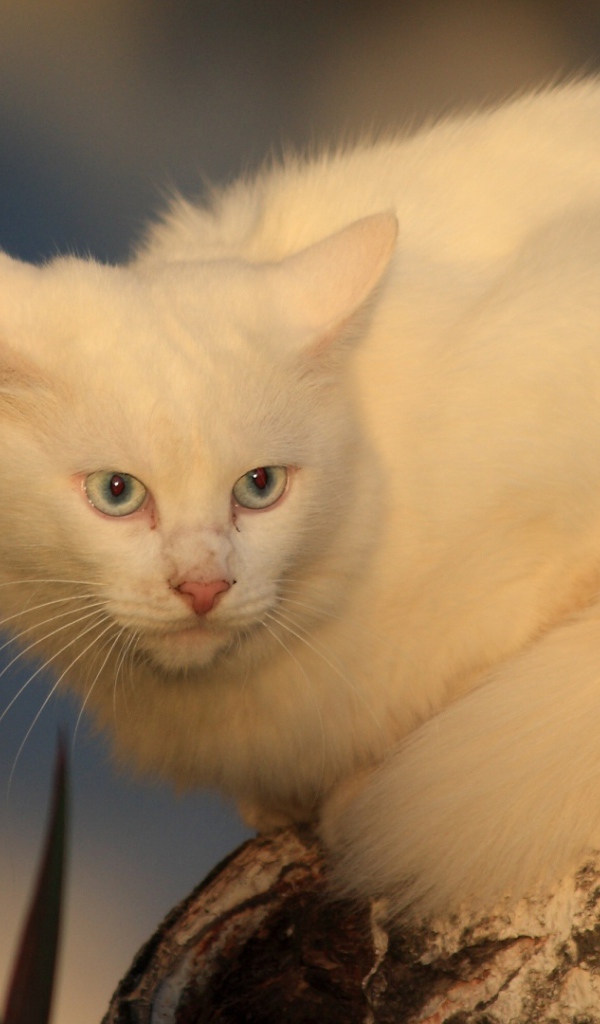Серьёзный белый кот на дереве