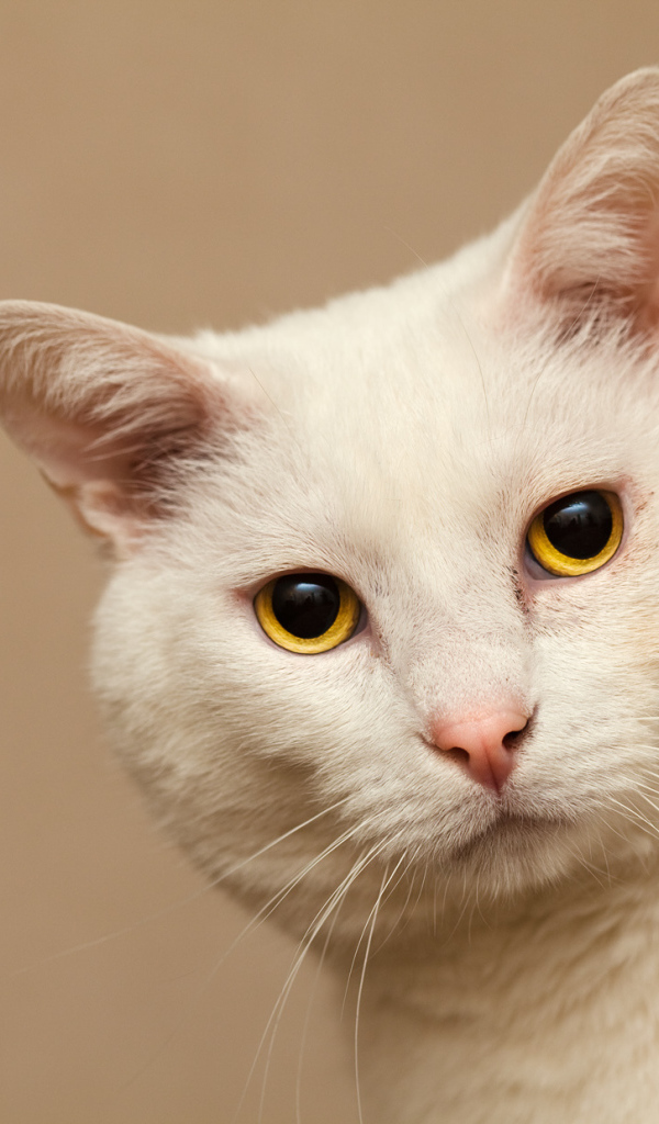 Серьёзный белый кот с жёлтыми глазами