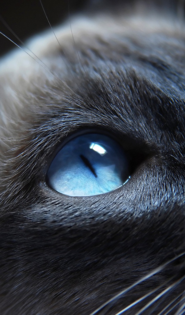 Сиамский кот крупным планом